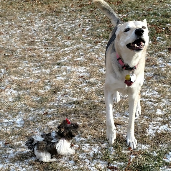 Meet your Posher, Darcy - Picture 5 of 5